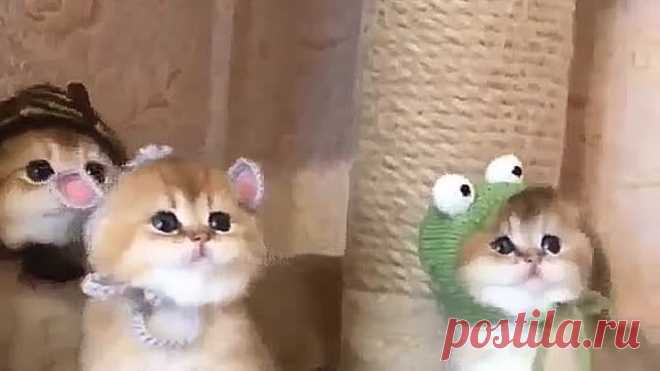 Кошкин дом. К осени готовы!