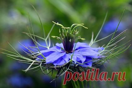 Ученые оценили эффективность приправы-сорняка против COVID-19. Лечебные свойства приправы-сорняка Nigella sativa (чернушки посевной) против COVID-19 полностью не доказаны, утверждают российские ученые. По словам вирусолога Сергея Нетесова, в мире пока не зарегистрировано ни одного лекарства против COVID-19, а сведения о новых веществах против него появляются часто.