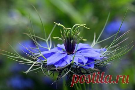 Ученые оценили эффективность приправы-сорняка против COVID-19. Лечебные свойства приправы-сорняка Nigella sativa (чернушки посевной) против COVID-19 полностью не доказаны, утверждают российские ученые. По словам вирусолога Сергея Нетесова, в мире пока не зарегистрировано ни одного лекарства против COVID-19, а сведения о новых веществах против него появляются часто.