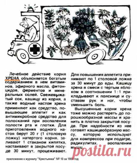 Корень хрена