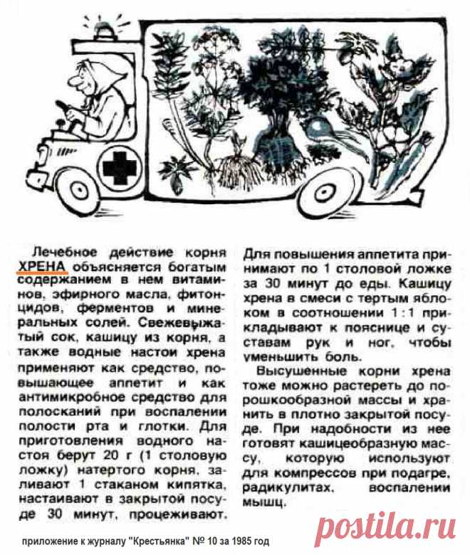 Корень хрена
