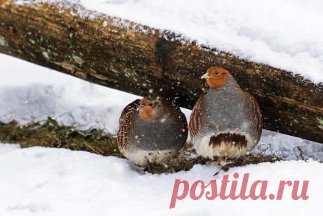 Как выживает куропатка: 6 фактов о зимовке дикой птицы | Приключения натуралиста | Яндекс Дзен