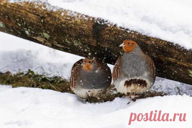 Как выживает куропатка: 6 фактов о зимовке дикой птицы | Приключения натуралиста | Яндекс Дзен