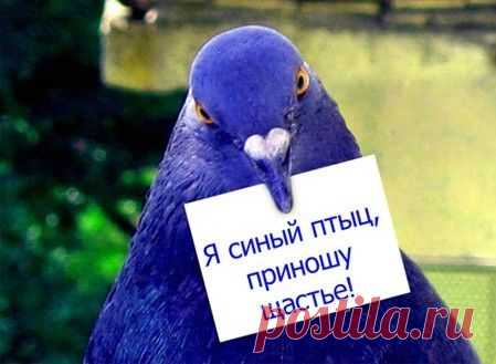 Золотые заповеди счастья! — Болтай