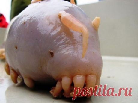 22 животных, о которых вы не знали | КУРЬЕЗЫ( Морская свинья)