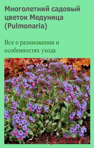 Многолетний садовый цветок Медуница (Pulmonaria). Многолетнее корневищное травянистое растение высотой до 50 см. Листья ланцетные, соцветие - завиток с красно-фиолетовыми цветками. Замечательное почвопокровное растение для тенистых мест. Хороший медонос и лекарственное растение. Цветет в конце весны.