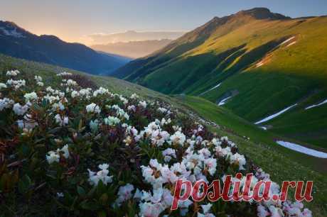 Рододендрон в Софийской долине, Архыз. Автор фото: Сергей Ершов.