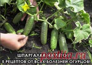 Шпаргалка на лето: 5 рецептов от всех болезней огурцов