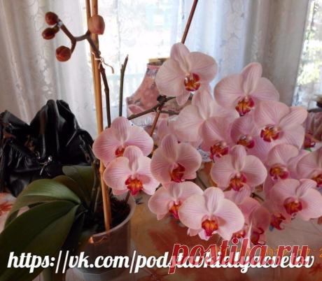 (20) Одноклассники