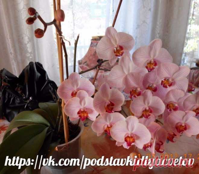 (20) Одноклассники