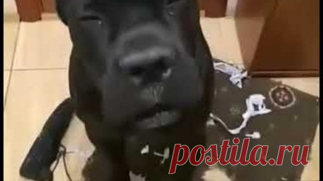 ... даже сожрал выключателей 👻👻👻