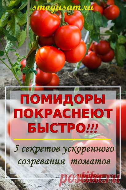 Как ускорить созревание томатов без применения химических средств. Дозревание помидоров. Как ускорить созревание помидоров на кусте. Томаты вмиг покраснеют, если сделать это!