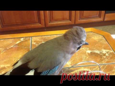 Говорящая сойка - Арончик!