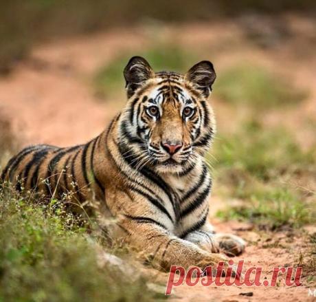 Planet Tiger - Planet Tiger добавил(-а) новое фото.