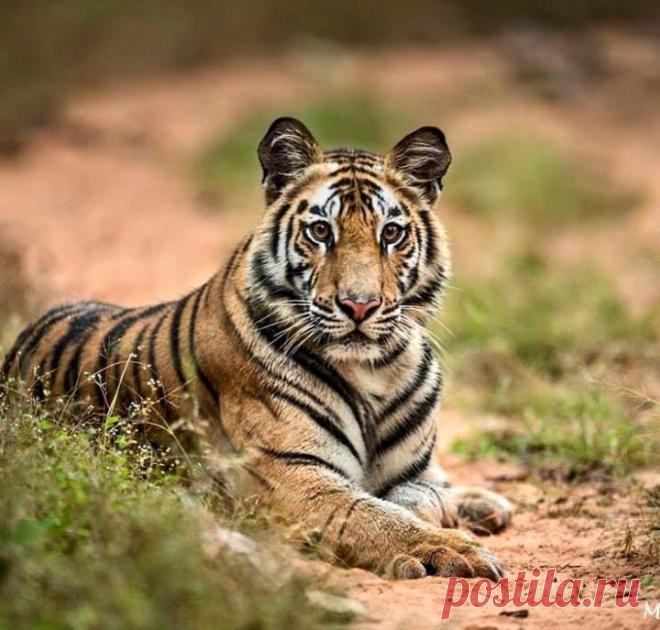 Planet Tiger - Planet Tiger добавил(-а) новое фото.