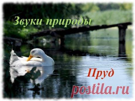 Звуки природы. Пруд - YouTube