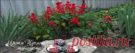 Красивые огненные цветы сальвия: посев на рассаду, уход