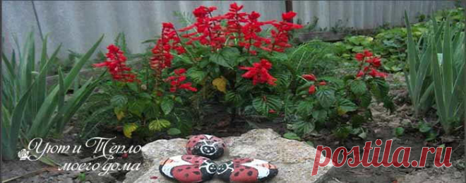 Красивые огненные цветы сальвия: посев на рассаду, уход