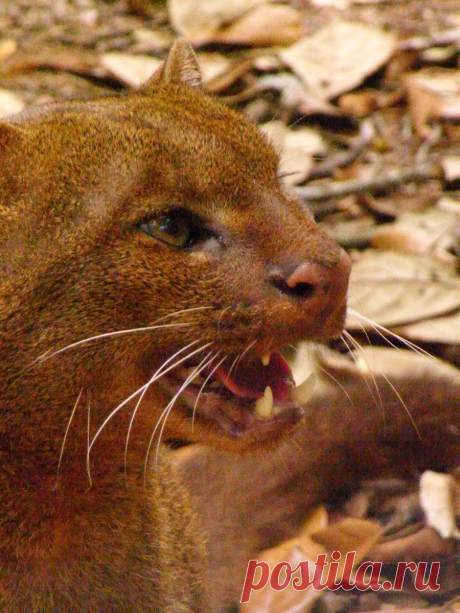 Музей исцеляющих кошек-фото №15