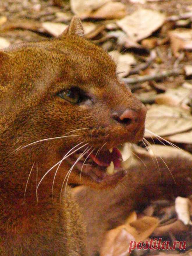 Музей исцеляющих кошек-фото №15