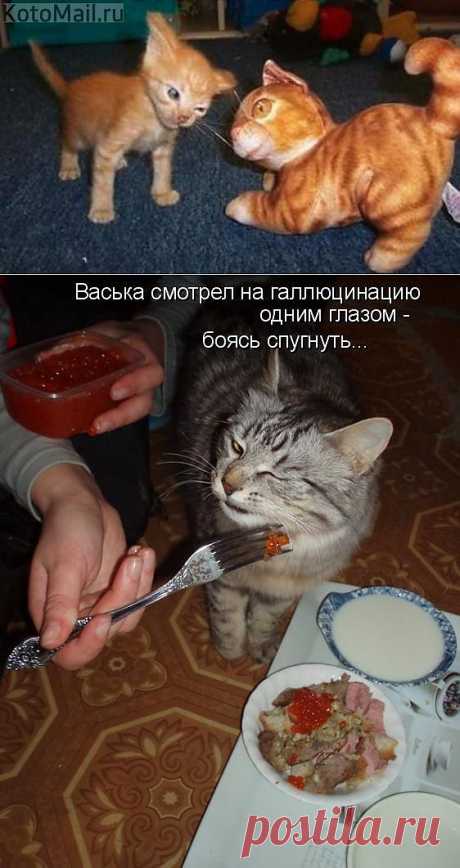 Подозрительный ты какой! | KotoMail.ru