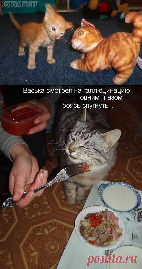 Подозрительный ты какой! | KotoMail.ru