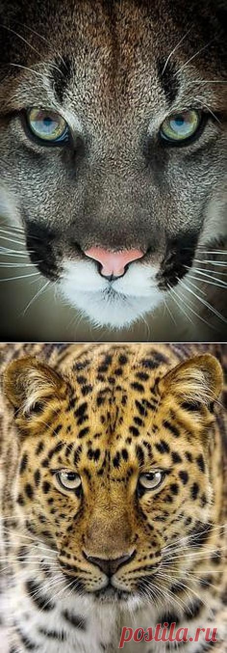 Animals on Pinterest - cat photos, dogs costumes other cute things