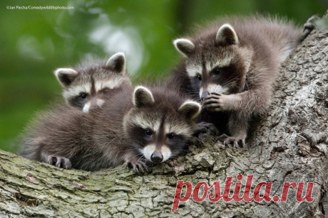 (+1) Победители конкурса Comedy Wildlife Photography Awards 2021