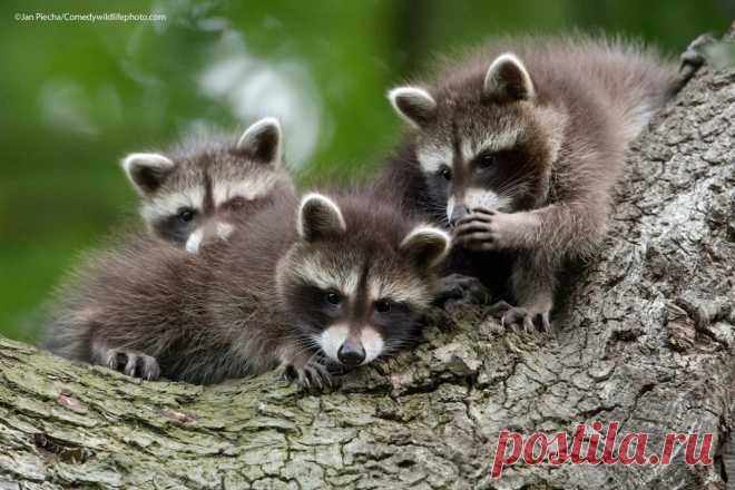 (+1) Победители конкурса Comedy Wildlife Photography Awards 2021