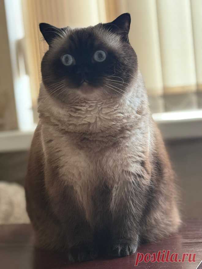 Добрый вечер, ваш старый знакомый Олег, 5 лет, осетин британского происхождения, 8,5 кг. Работает фотомоделью (+size), подрабатывает массажистом. Хобби — охота на мух, на этих фото только что одним движением лапы поймал жирную муху и с аппетитом сожрал