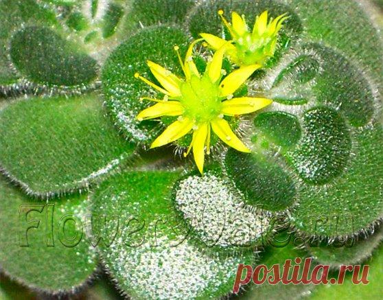 Размещение растений в комнате — FloweryVale.ru