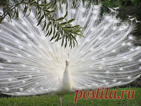 (33) Одноклассники