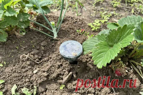 Что можно сажать на одном месте 5 лет подряд: результат вас сильно удивит. Огородники привыкли к правилам севооборота, но есть культуры, которые не только терпят постоянство, но и благодарят за него урожаем.