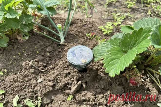 Что можно сажать на одном месте 5 лет подряд: результат вас сильно удивит. Огородники привыкли к правилам севооборота, но есть культуры, которые не только терпят постоянство, но и благодарят за него урожаем.