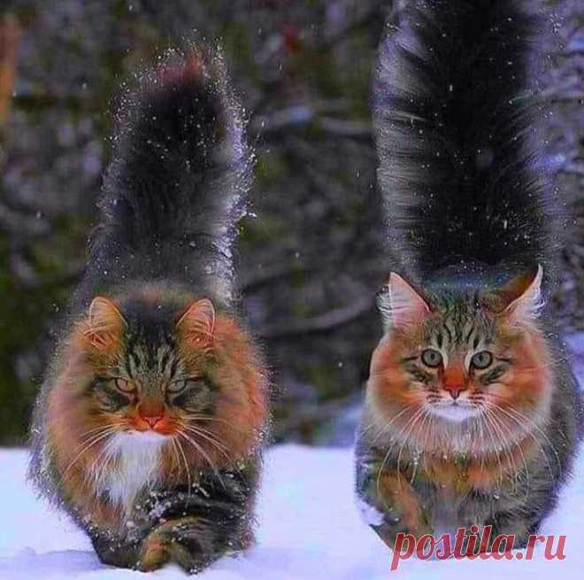 Норвежские форрест кошки.