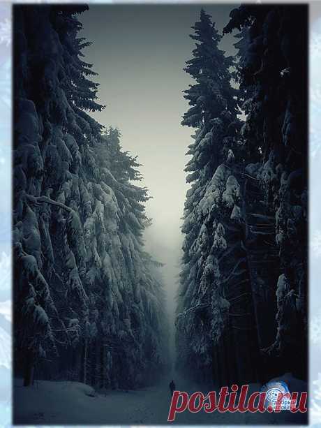 Лесная дорога