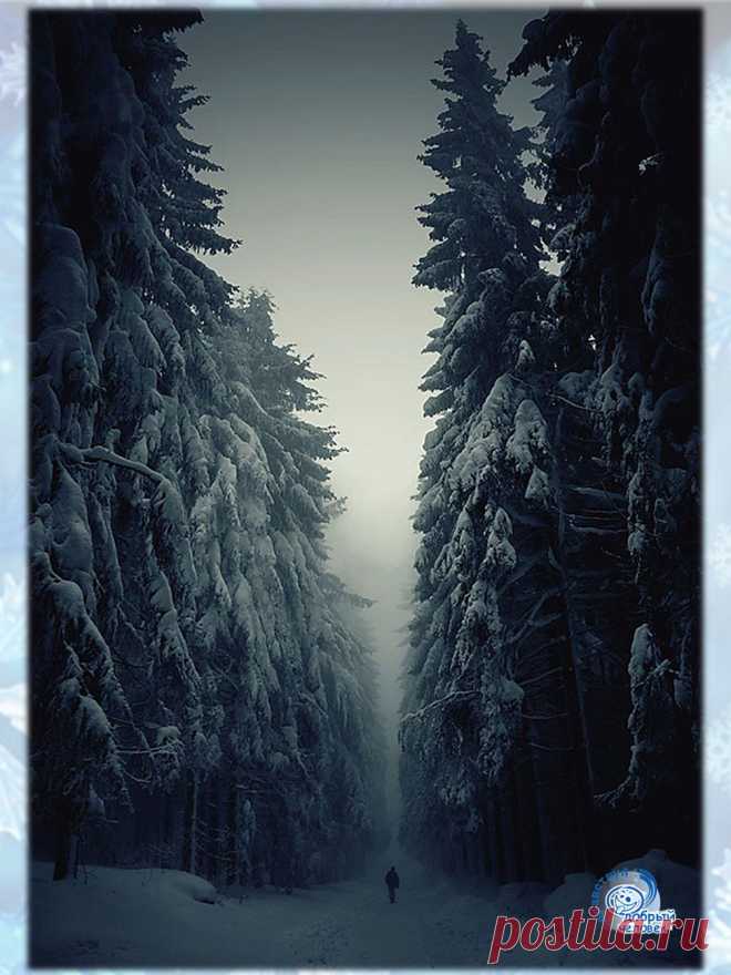 Лесная дорога