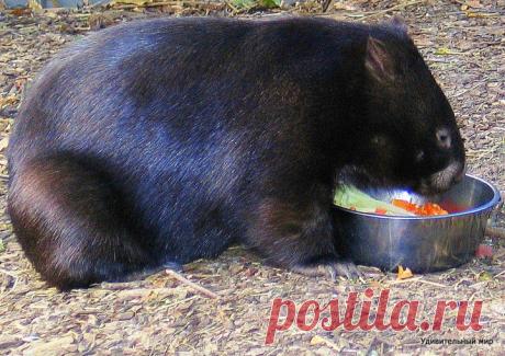 Путешествие в Австралию :)