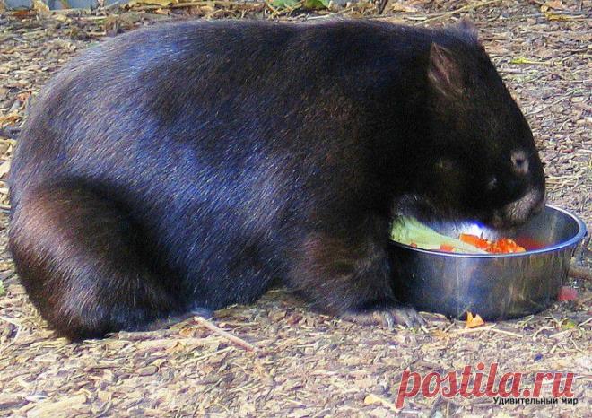 Путешествие в Австралию :)