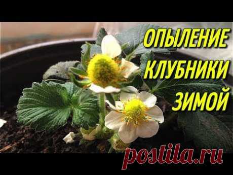 ОПЫЛЕНИЕ КЛУБНИКИ НА ПОДОКОННИКЕ,ЗИМОЙ.