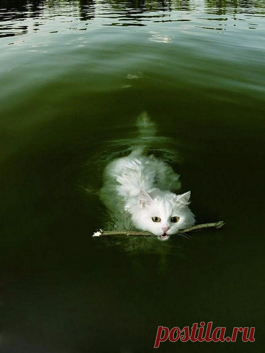 Дневник Хобб