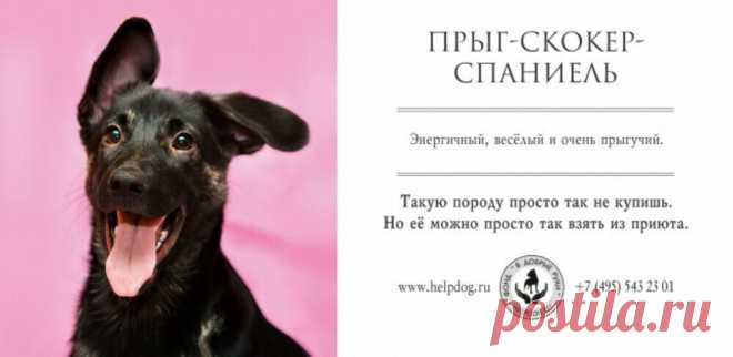 Колбассет хаунд и другие... Сотрудники одного приюта придумали смешные породы для своих подопечных. | Юлия Хрис | Яндекс Дзен