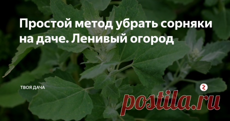 Простой метод убрать сорняки на даче. Ленивый огород Уже скоро пойдут первые сорняки. Если не начать вовремя борьбу с ними, можно просто на просто не успеть вовремя посадить культурные растение. Каждый дачник знает, на сколько хуже урожай даже из-за одного потерянного дня. Так что предлагаю не откладывать это дело, а начинать готовится уже сейчас.
Как мы уничтожаем даже таки сорняки как:
- осот
- пырей