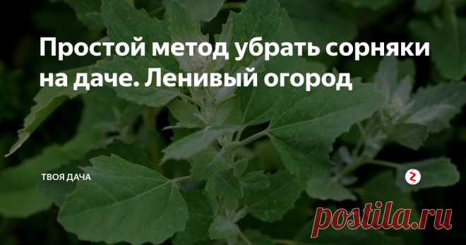 Простой метод убрать сорняки на даче. Ленивый огород Уже скоро пойдут первые сорняки. Если не начать вовремя борьбу с ними, можно просто на просто не успеть вовремя посадить культурные растение. Каждый дачник знает, на сколько хуже урожай даже из-за одного потерянного дня. Так что предлагаю не откладывать это дело, а начинать готовится уже сейчас.
Как мы уничтожаем даже таки сорняки как:
- осот
- пырей