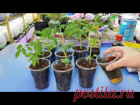 🍅🍅🍅ПРОЩЕ НЕ БЫВАЕТ ! ПИКИРОВКА РАССАДЫ ТОМАТОВ! Как помочь растениям перенести пересадку - YouTube