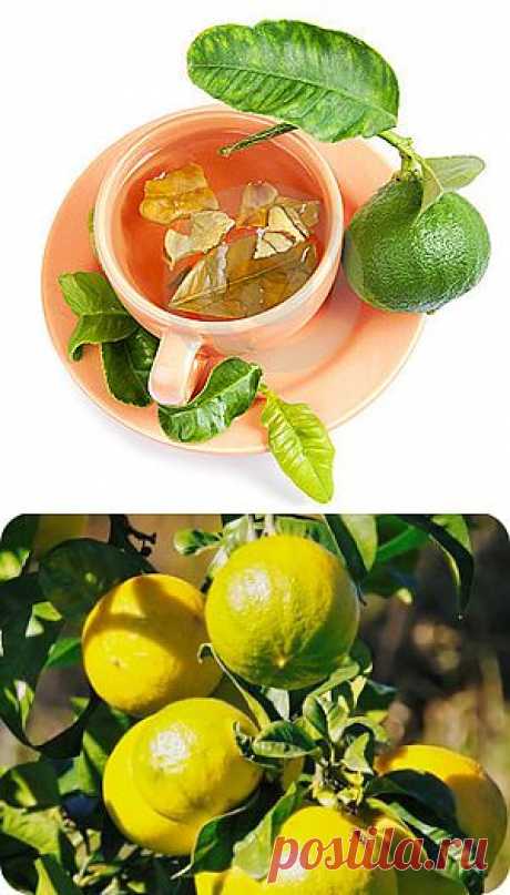 Чай с бергамотом — польза и вред.