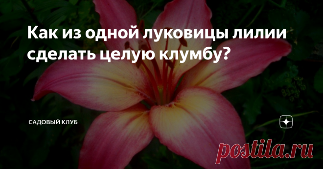 Как из одной луковицы лилии сделать целую клумбу?