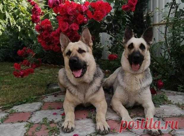 5 пород собак с обманчивой внешностью: они совсем не такие какими кажутся