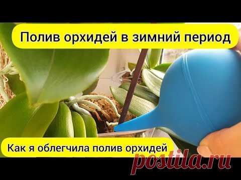 ПОЛИВ орхидей в ЗИМНИЙ период || ОБЛЕГЧЕННЫЙ полив орхидей
