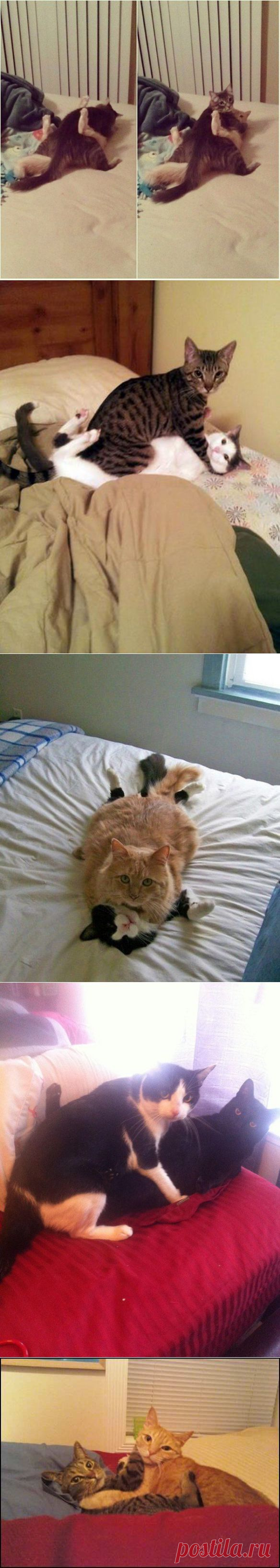 Коты, которые не ожидали, что вы вернетесь домой так рано / Питомцы